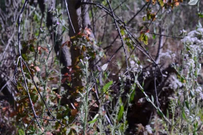 DSC_2027 (Large).JPG